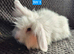 Mini Lion Lop Bunnies