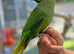Ring neck parrot
