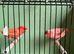 Red factor canaries