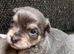 New Born Chihuahuas