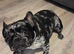 Beautiful Merle French Bulldog