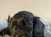 Shihpoo, DNA health tested parent