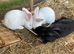 Continental giant rabbit babies