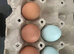 16-18 pullets