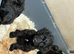 Cockapoo