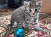 2 lovely kittens