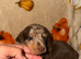 Tiny miniature dachshund