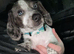 Blu dashund cross