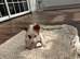 9 weeks old Jack Russel puppy boy