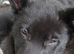 Shepsky puppies