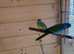 Pairs neophema splendida for sale