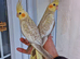Super hand tamed baby cockatiels