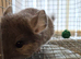Violet male chinchilla