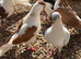 Afghan pigeons