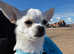 Chihuahua Stud