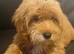 Beautiful Puppies Looking for Loving Homes