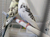 Lovely pied Budgies pair 3 months