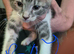 Beautiful maine coon cross kittens