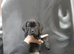 Beautiful cane corso puppies