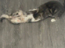 Beautiful kittens available