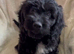 Absolutley gorgeous Cockapoo x puppies