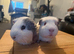 Bonded pair of males