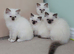Full Pedigree kittens tica registered