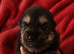 Three girl German shepherd puppies