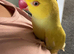 Yellow female Indian Ringneck