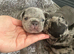 French bulldog Puppys