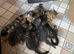 Beautiful Kittens for sale