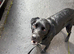 URGENT- 3 year old lab