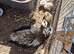 Chicks for sale