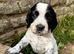 KC Health tested working Cocker Spaniels