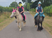 Gorgeous friendly cob Gelding
