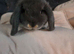 2 mini lops