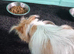 Chihuahua cross