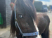 Shore x cob black filly