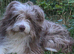 Bearded / Border Collie Cross