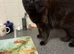 Too lovely young cats needing homes