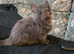 Maine Coon X