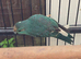 Make kakariki parrots