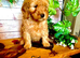 Quality Cockapoo Puppies Rare Merle Red Black