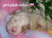 Cavapoochon