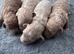 Maltipoo pups stunning colours