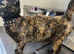1 Year old stunning Tortie Female