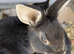 Baby bunnies for rehoming