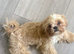 Imperial Shih Tzu