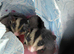 Two sugar gliders