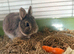 Make Netherland dwarf